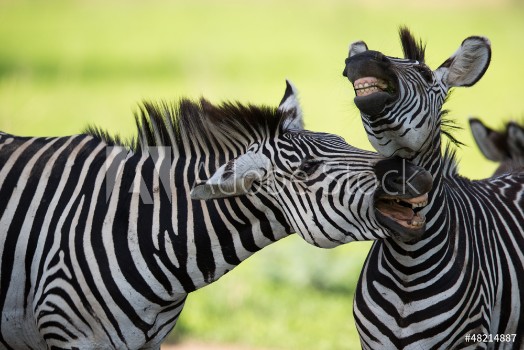 Picture of Zebras with mouths open